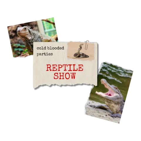 photos of reptiles