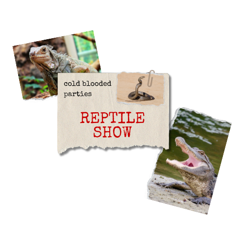 photos of reptiles