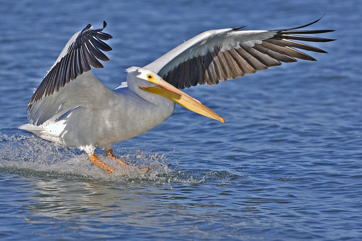 pelican